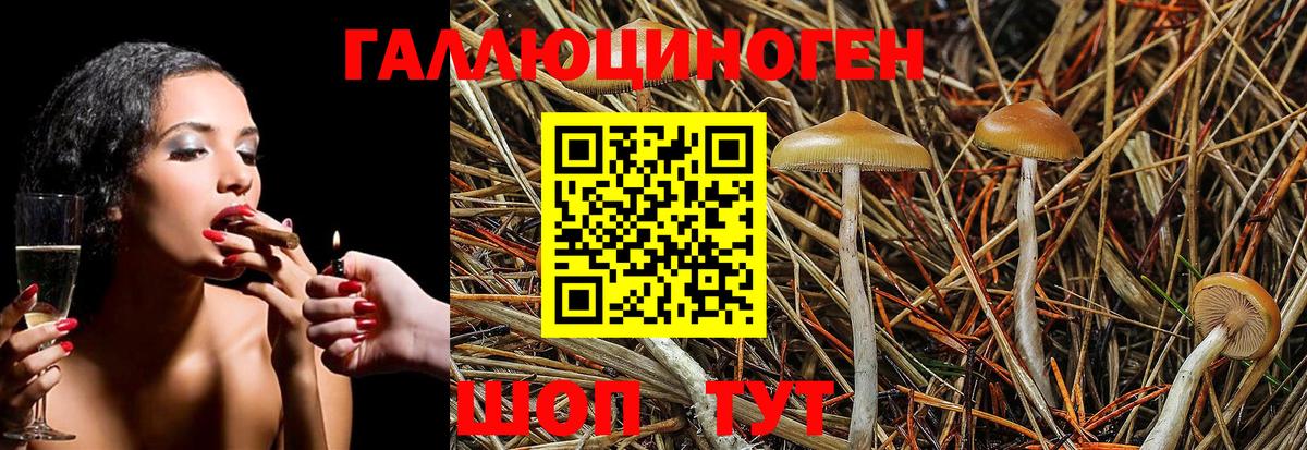 Кушва  Псилоцибиновые грибы Psilocybe  Вход с VPN 